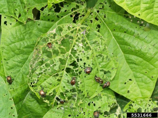 Skeletonization of foliage caused by Japanese beetle adults. Bugwood.org