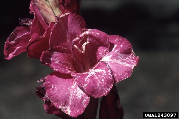 Gladiolus flowers damaged by Thrips simplex. Bugwood.org