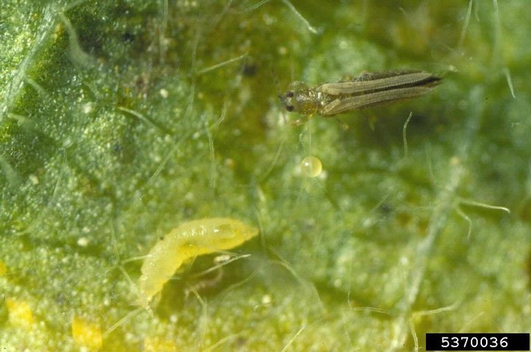 Identifying and managing thrips 