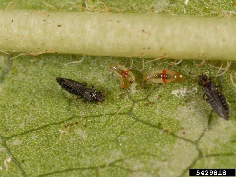 How to Identify and Control Thrips