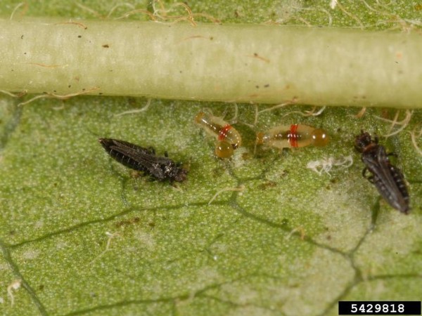Adult and larva red-banded thrips. Bugwood.org