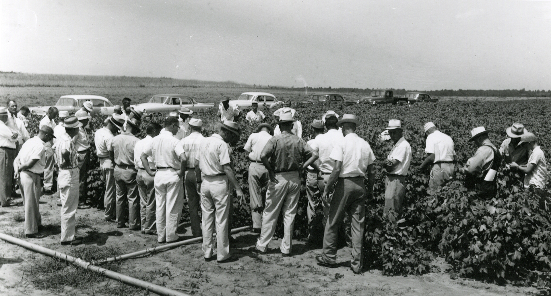 A group of people look at a field of cotton