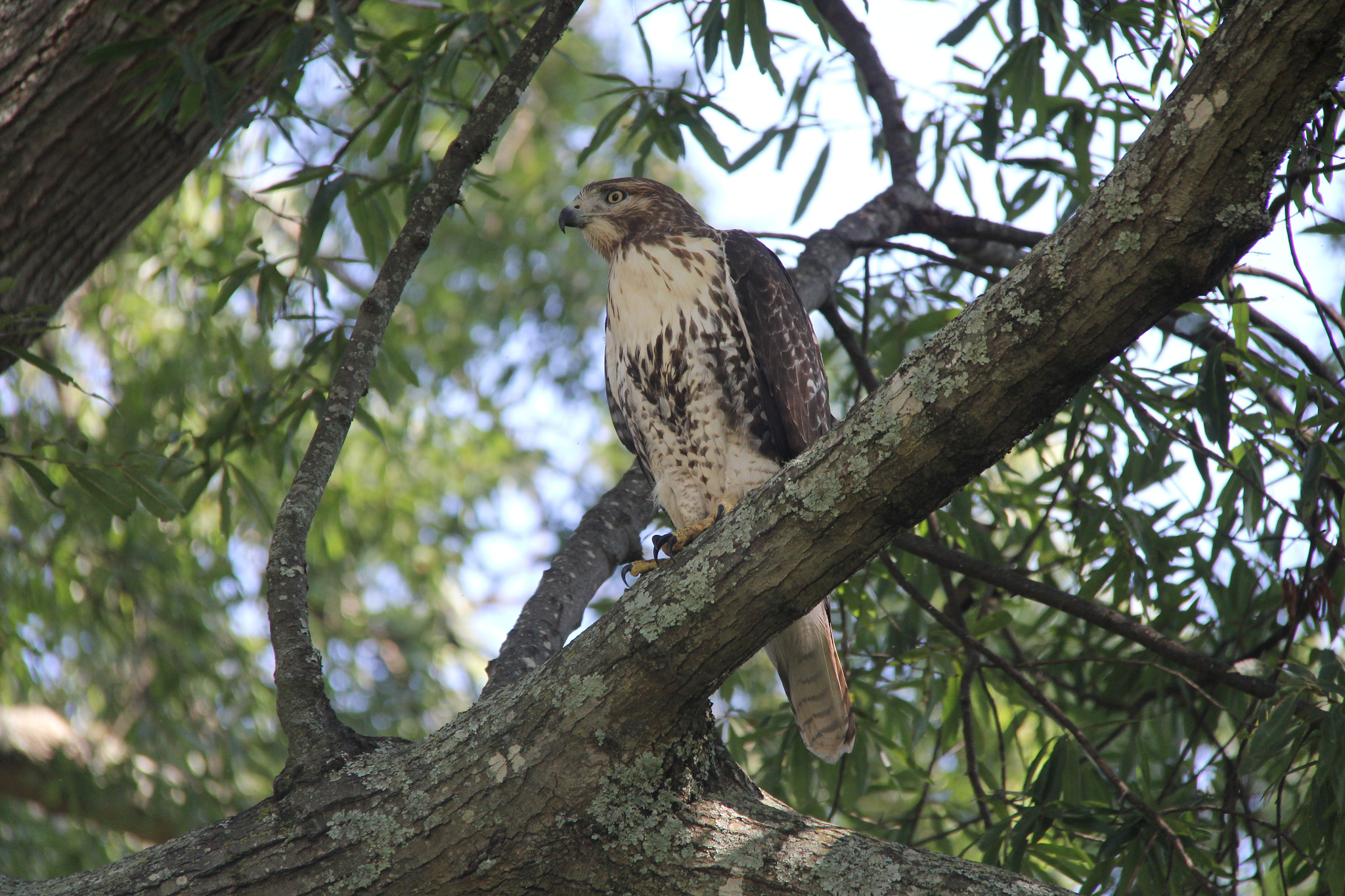 Wildlife | UGA Cooperative Extension